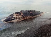 Bangkai Ikan Paus Terdampar di Pantai Desa Umaga Kepulauan Sula