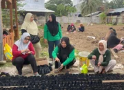 PKK Kepulauan Sula Lakukan Tanam Cabai untuk kendalikan Inflasi