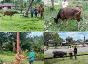 Pemda Salurkan 48 Sapi Kurban untuk Idul Adha, Dua Ekor dari Pribadi Bupati Sula