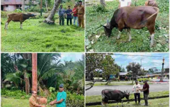 Pemda Salurkan 48 Sapi Kurban untuk Idul Adha, Dua Ekor dari Pribadi Bupati Sula