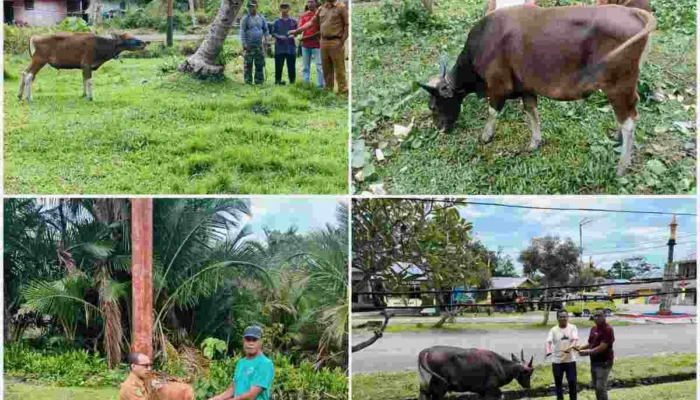 Pemda Salurkan 48 Sapi Kurban untuk Idul Adha, Dua Ekor dari Pribadi Bupati Sula