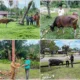 Pemda Salurkan 48 Sapi Kurban untuk Idul Adha, Dua Ekor dari Pribadi Bupati Sula