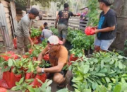CV AEMM Siapkan Ribuan Bibit Pala, Tegaskan Komitmen Reboisasi di Hutan Wailoba