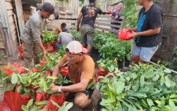 CV AEMM Siapkan Ribuan Bibit Pala, Tegaskan Komitmen Reboisasi di Hutan Wailoba