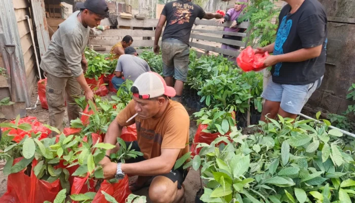 CV AEMM Siapkan Ribuan Bibit Pala, Tegaskan Komitmen Reboisasi di Hutan Wailoba