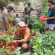 CV AEMM Siapkan Ribuan Bibit Pala, Tegaskan Komitmen Reboisasi di Hutan Wailoba