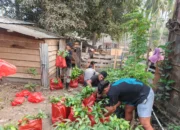 CV AEMM Pastikan Reboisasi Hutan Wailoba, 15.000 Bibit Pala Disiapkan