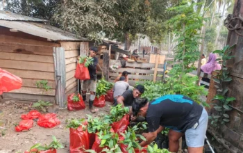 CV AEMM Pastikan Reboisasi Hutan Wailoba, 15.000 Bibit Pala Disiapkan