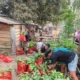 CV AEMM Pastikan Reboisasi Hutan Wailoba, 15.000 Bibit Pala Disiapkan